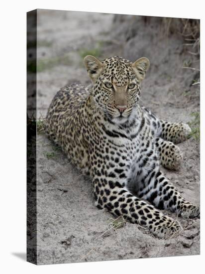 Leopard (Panthera Pardus), Masai Mara National Reserve, Kenya, East Africa, Africa-James Hager-Premier Image Canvas