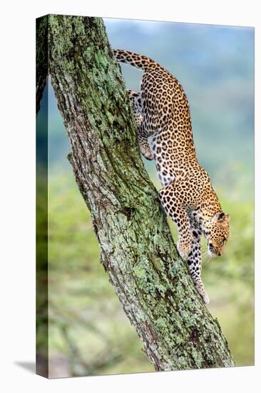 Leopard (Panthera Pardus) Moving Down a Tree, Ndutu, Ngorongoro Conservation Area, Tanzania-null-Stretched Canvas
