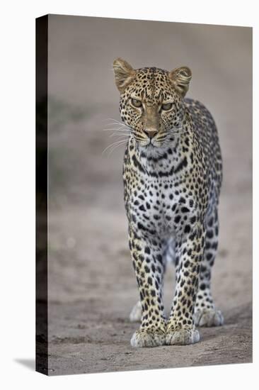 Leopard (Panthera Pardus), Ngorongoro Conservation Area, Serengeti, Tanzania, East Africa, Africa-James Hager-Premier Image Canvas