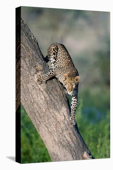 Leopard (Panthera pardus) on tree, Ndutu, Ngorongoro Conservation Area, Tanzania-null-Premier Image Canvas