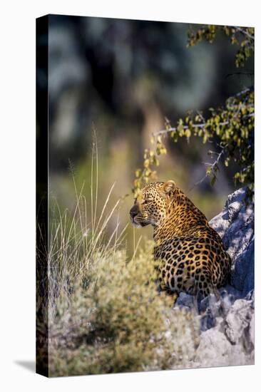 Leopard (Panthera Pardus) Resting on a Termite Mound, Moremi, Okavango Delta, Botswana, Africa-Andrew Sproule-Premier Image Canvas