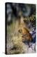 Leopard (Panthera Pardus) Resting on a Termite Mound, Moremi, Okavango Delta, Botswana, Africa-Andrew Sproule-Premier Image Canvas