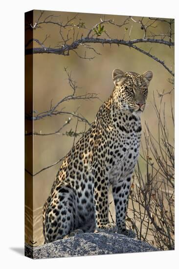 Leopard (Panthera pardus), Ruaha National Park, Tanzania, East Africa, Africa-James Hager-Premier Image Canvas