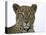 Leopard (Panthera Pardus), Samburu Game Reserve, Kenya, East Africa, Africa-James Hager-Premier Image Canvas
