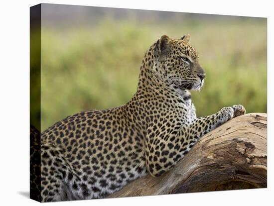 Leopard (Panthera Pardus), Samburu National Reserve, Kenya, East Africa, Africa-James Hager-Premier Image Canvas