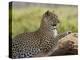 Leopard (Panthera Pardus), Samburu National Reserve, Kenya, East Africa, Africa-James Hager-Premier Image Canvas