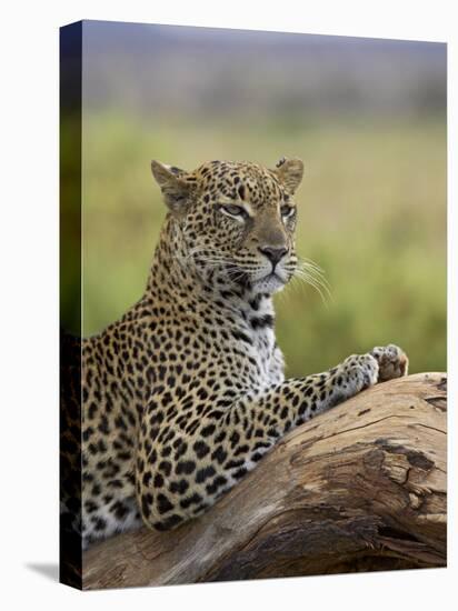 Leopard (Panthera Pardus), Samburu National Reserve, Kenya, East Africa, Africa-James Hager-Premier Image Canvas