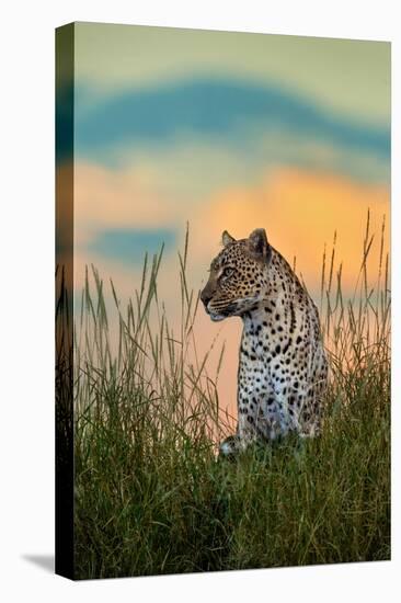 Leopard (Panthera Pardus), Serengeti National Park, Tanzania-null-Stretched Canvas