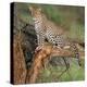 Leopard (Panthera Pardus) Sitting on a Tree, Ndutu, Ngorongoro Conservation Area, Tanzania-null-Stretched Canvas