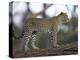 Leopard (Panthera Pardus) Standing on Log, Samburu Game Reserve, Kenya, East Africa, Africa-James Hager-Premier Image Canvas