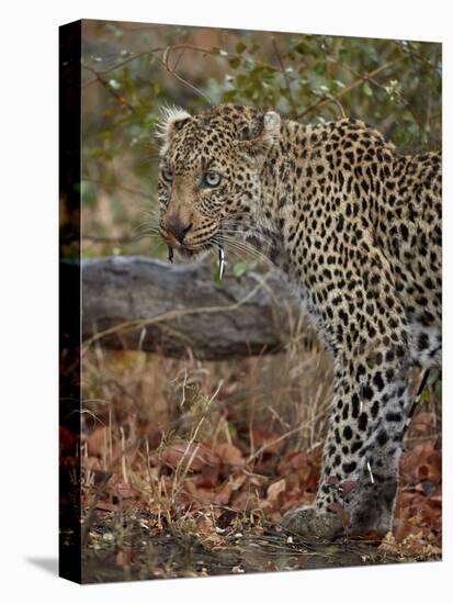 Leopard (Panthera pardus) with Cape porcupine quills stuck in it, Kruger National Park, South Afric-James Hager-Premier Image Canvas