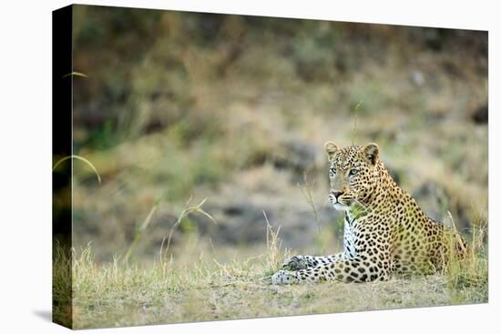 Leopard (Panthera Pardus), Zambia, Africa-Janette Hill-Premier Image Canvas