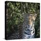 Leopard Portrait, Close Up-Sheila Haddad-Premier Image Canvas