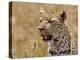 Leopard Portrait, Tanzania-Edwin Giesbers-Premier Image Canvas