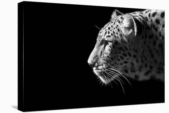 Leopard Portrait-Reddogs-Stretched Canvas