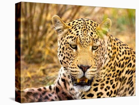 Leopard Profile at Africat Project, Namibia-Joe Restuccia III-Premier Image Canvas