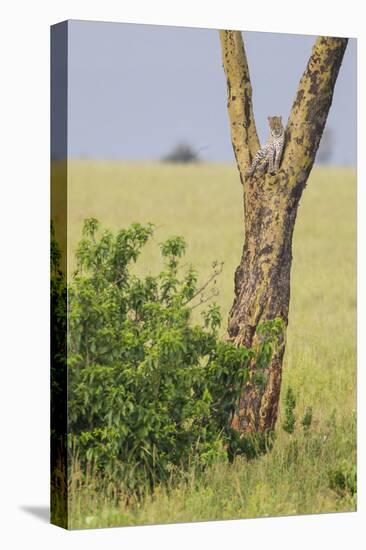 Leopard Resting 10 Feet Up in Acacia Tree, Grassy Plains Behind It-James Heupel-Premier Image Canvas