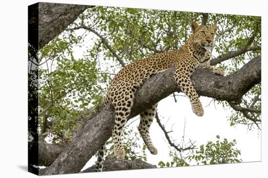 Leopard resting, Botswana, Africa.-Julien McRoberts-Premier Image Canvas