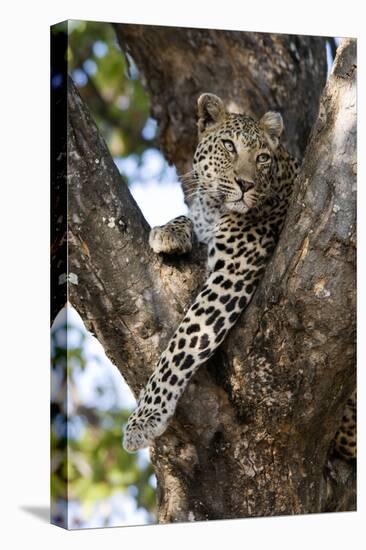 Leopard Resting in Fork of Tree-Alan J. S. Weaving-Premier Image Canvas