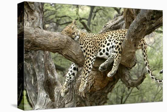 Leopard Resting in Tree-null-Premier Image Canvas