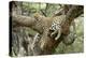 Leopard Resting in Tree-null-Premier Image Canvas