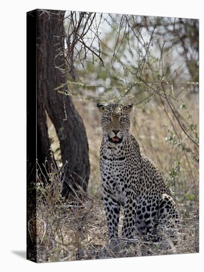 Leopard, Samburu National Reserve, Kenya, East Africa, Africa-James Hager-Premier Image Canvas
