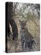 Leopard, Samburu National Reserve, Kenya, East Africa, Africa-James Hager-Premier Image Canvas