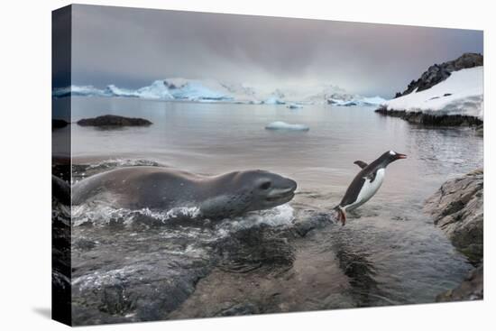 Leopard Seal Hunting Gentoo Penguin, Antarctica-Paul Souders-Premier Image Canvas