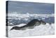 Leopard Seal Lounging on an Iceberg-DLILLC-Premier Image Canvas