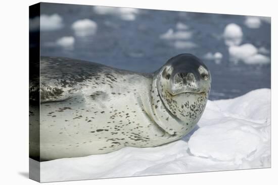 Leopard Seal on an Iceberg-DLILLC-Premier Image Canvas