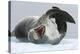 Leopard Seal-Louise Murray-Premier Image Canvas