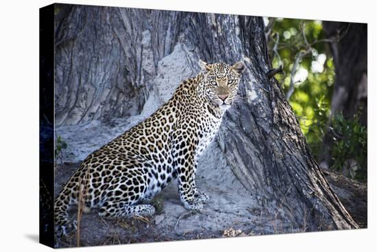 Leopard Sitting by Tree Trunk Looking Out-Sheila Haddad-Premier Image Canvas