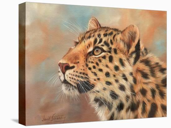 Leopard study 3-David Stribbling-Stretched Canvas
