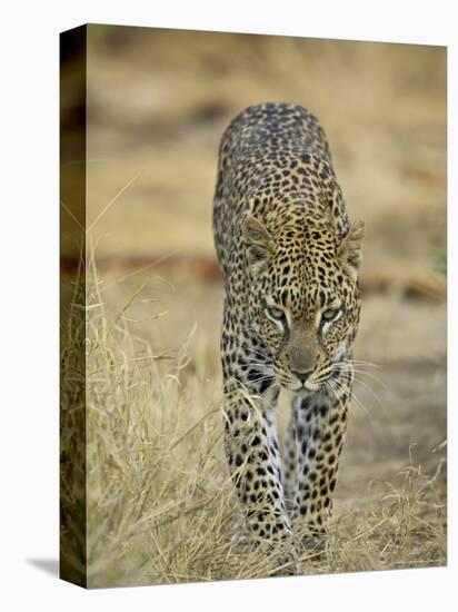 Leopard Walking Straight Towards the Camera, Samburu National Reserve, Kenya, East Africa, Africa-James Hager-Premier Image Canvas