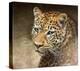 Leopard-Chris Vest-Stretched Canvas