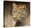 Leopard-Chris Vest-Stretched Canvas