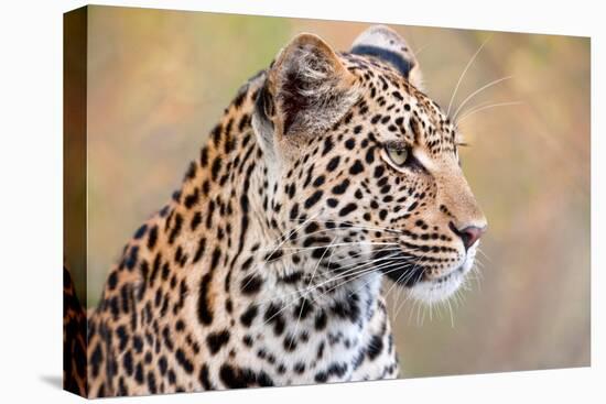 Leopard-Howard Ruby-Premier Image Canvas