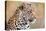 Leopard-Howard Ruby-Premier Image Canvas
