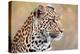 Leopard-Howard Ruby-Premier Image Canvas