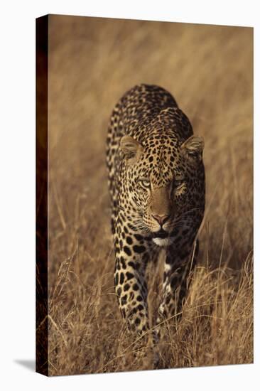 Leopard-DLILLC-Premier Image Canvas
