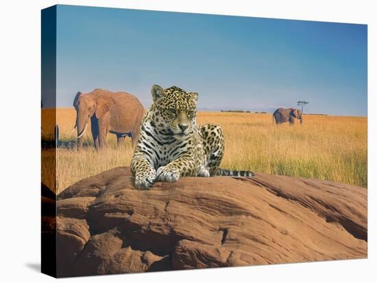 Leopard-Ata Alishahi-Premier Image Canvas