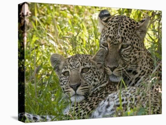 Leopards (Panthera Pardus), Masai Mara National Reserve, Kenya, East Africa, Africa-Sergio Pitamitz-Premier Image Canvas