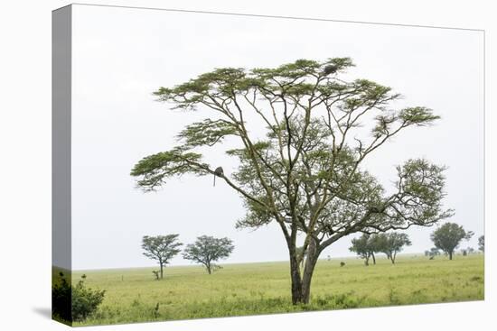 Leopards Sitting in a Yellow Acacia Tree, Ngorongoro Area, Tanzania-James Heupel-Premier Image Canvas