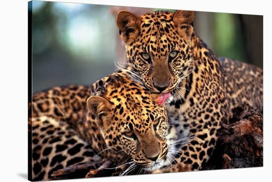 Leopards-null-Stretched Canvas