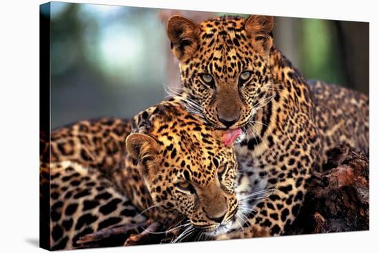 Leopards-null-Stretched Canvas