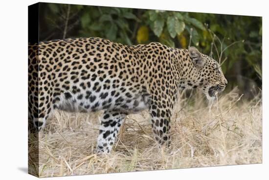 Leoprard (Panthera pardus), Savuti, Chobe National Park, Botswana, Africa-Sergio Pitamitz-Premier Image Canvas