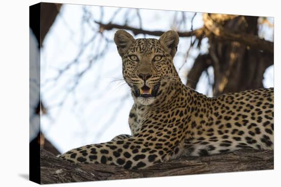 Leoprard (Panthera pardus), Savuti, Chobe National Park, Botswana, Africa-Sergio Pitamitz-Premier Image Canvas