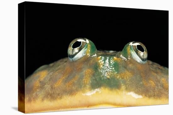 Lepidobatrachus Laevis (Budgett's Frog, Escuerzo De Agua)-Paul Starosta-Premier Image Canvas