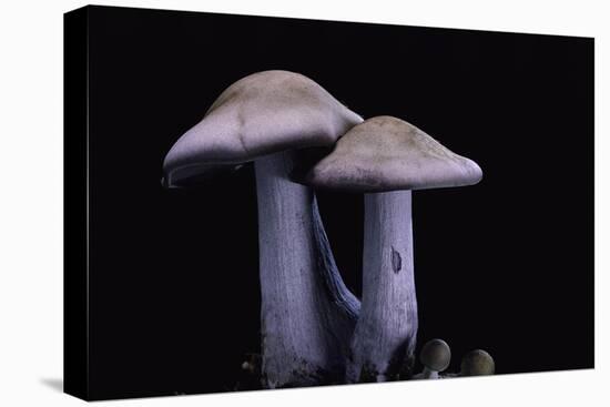 Lepista Nuda (Wood Blewit, Blue Stalk Mushroom)-Paul Starosta-Premier Image Canvas
