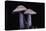 Lepista Nuda (Wood Blewit, Blue Stalk Mushroom)-Paul Starosta-Premier Image Canvas